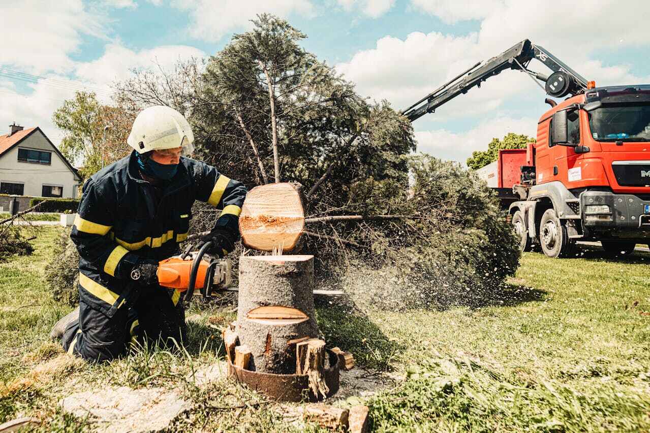 Reliable Quitman, TX Tree Service Solutions